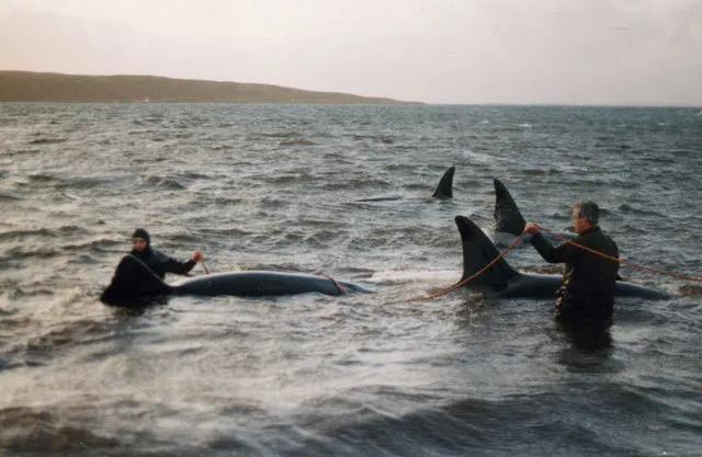Clicks, Calls, and Culture: How AI Is Cracking the Orca Communication Code