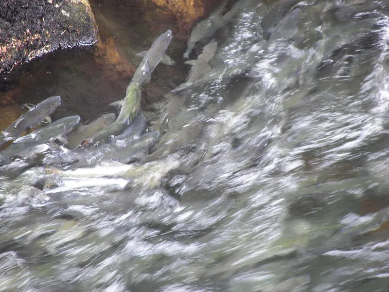 One Fish to Rule Them All: How Tearing Out Old Dams Brought the Pacific Northwest Back to Life
