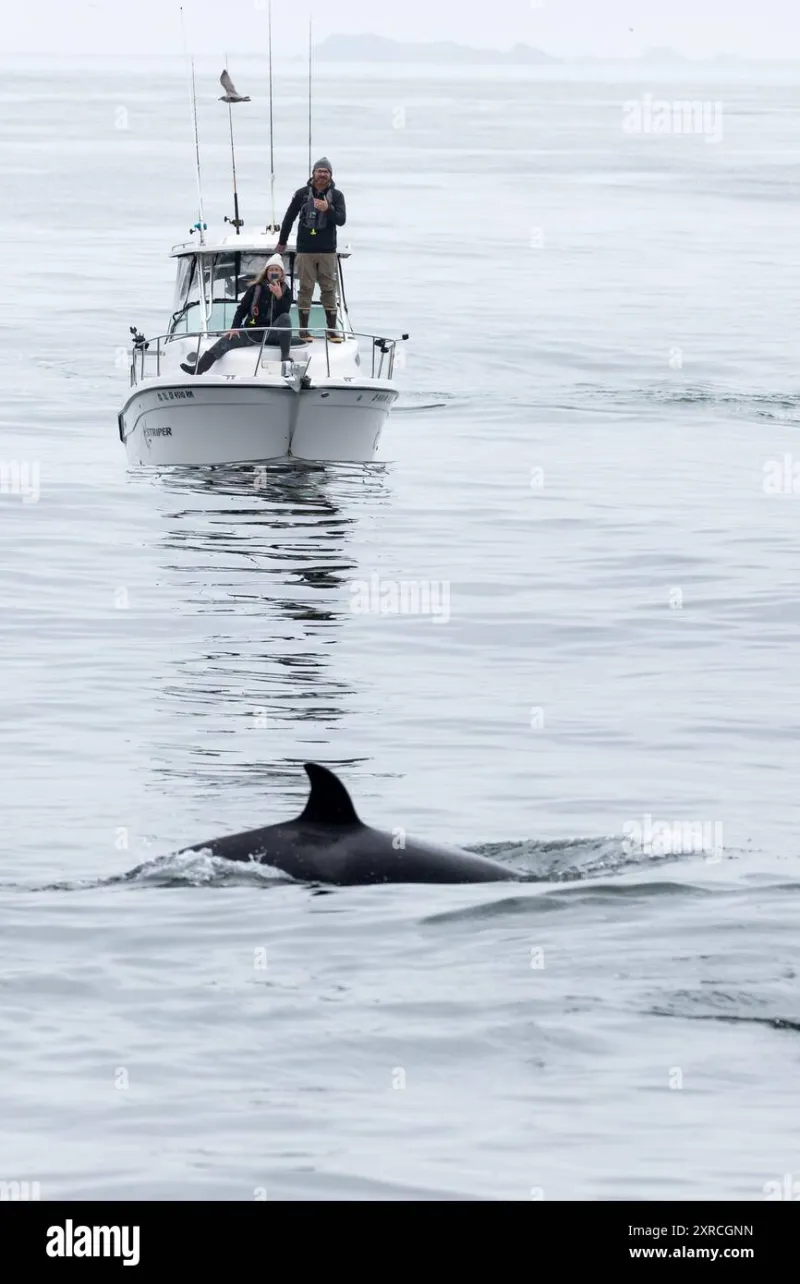 Eyes on the Water: Meet the Volunteer Sleuths Revolutionizing Orca Research One Sighting at a Time