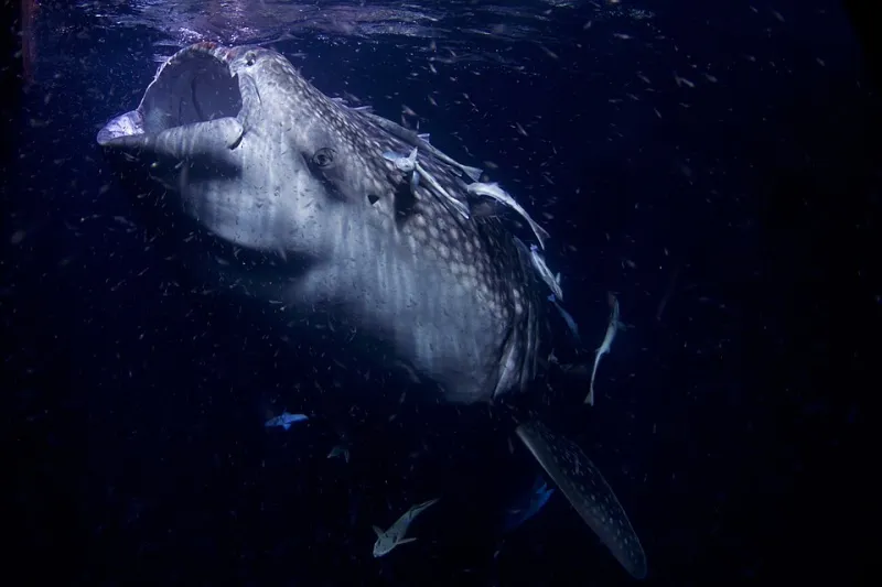 Ocean Gone Quiet: The Disappearing Soundscape Threatening Marine Life as We Know It