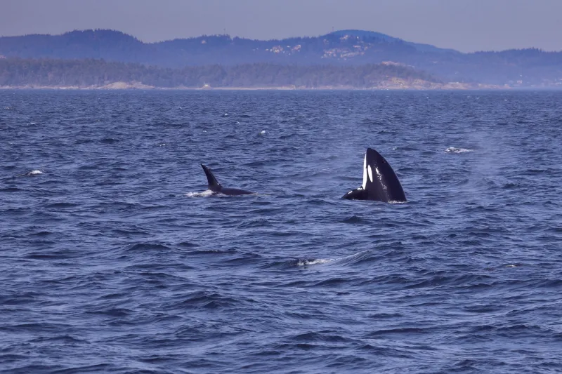 The Maps Are Wrong Now: How Pacific Orcas Are Rewriting Their Own Winter Playbook
