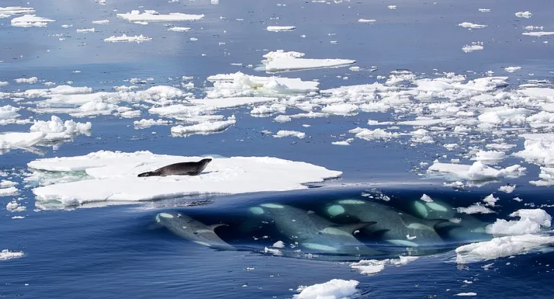 Before the Dorsal Fin Breaks the Surface: The Scientists Who Know Where Orcas Are Going Before They Get There