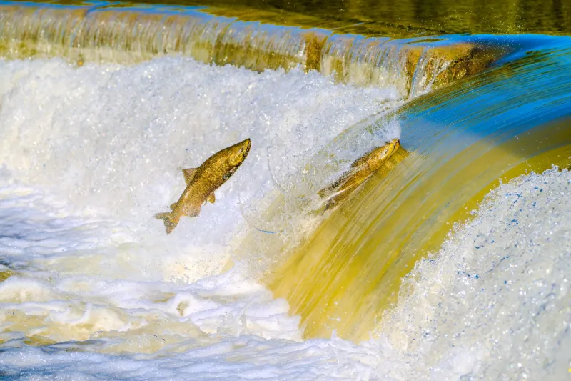 Reading the River Like a Book: The Ancient Field Skills Keeping Pacific Salmon Alive
