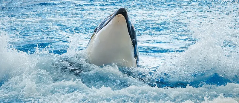 What Whale Fat Is Telling Scientists About a Ocean in Trouble